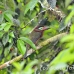 toucanet_la_h_0793_ecu2832.jpg